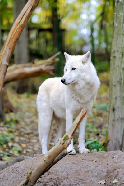 Bílý vlk v lese — Stock fotografie