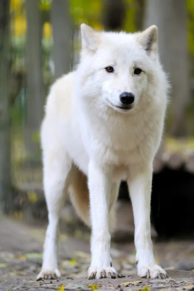 Білий вовк у лісі — стокове фото