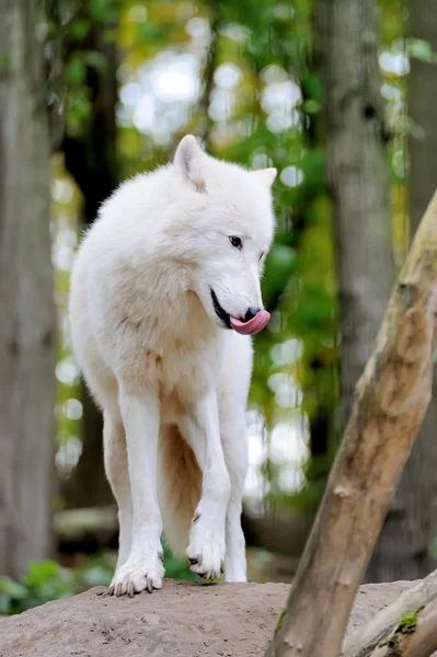Witte wolf in bos — Stockfoto