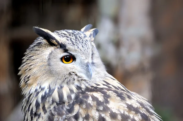 Portrait owl — Stock Photo, Image