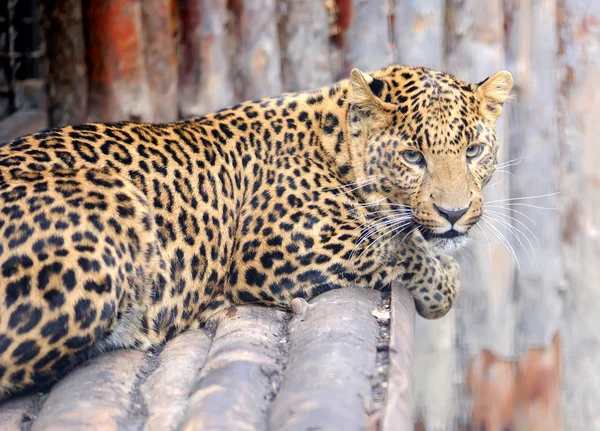 Leopardi — kuvapankkivalokuva