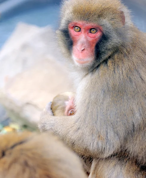 Małpa z niemowlęciem — Zdjęcie stockowe