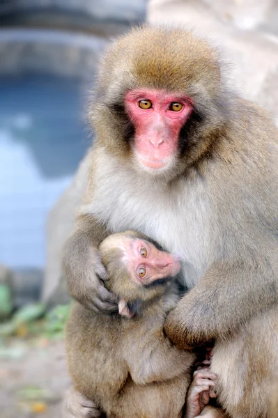 Mono con un bebé — Foto de Stock