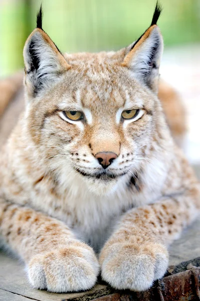 Lynx-portré — Stock Fotó