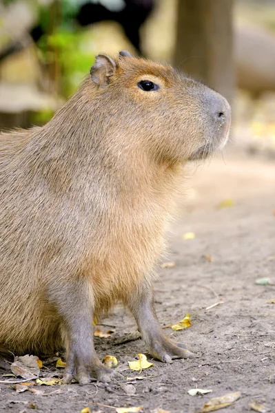 Κινηματογράφηση σε πρώτο πλάνο του μια νεαρή capybara — Φωτογραφία Αρχείου