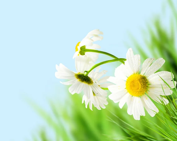 Bloemen daisywheels — Stockfoto
