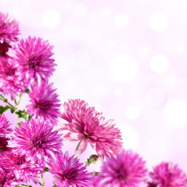 Pink flowers clipart