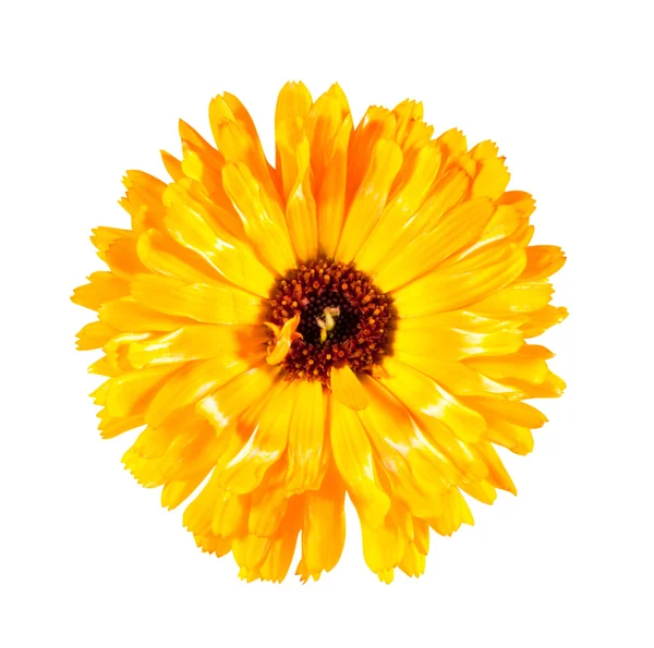 Jedna květina — Stock fotografie