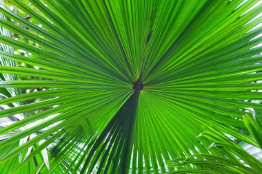 palmiye yaprağı detay