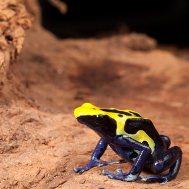 sarı siyah zehirli ok kurbağası