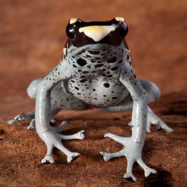 Poison dart frog clipart