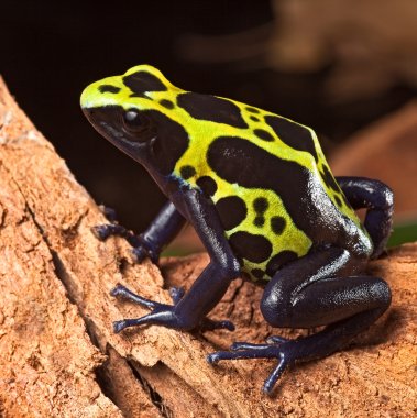 Poison dart frog clipart