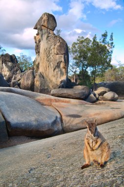 Rock wallaby