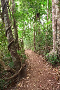 Rain forest trail Tablelands Australia clipart