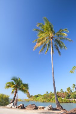 Hindistan cevizi hurma ağacı Beach