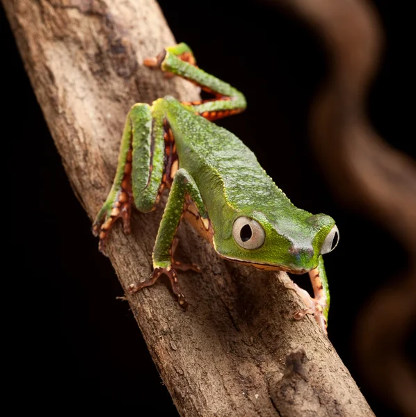 Frog with big eyes — Stock Photo, Image