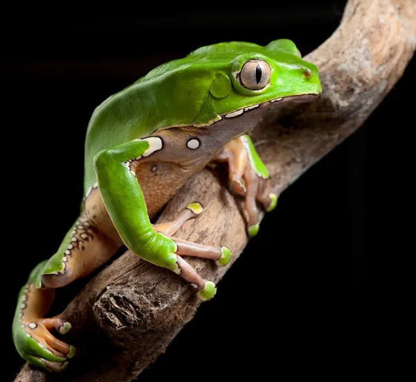 Green tree frog amazon rain forest — Stock Photo, Image