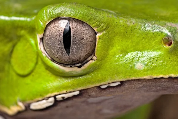 Глаз лягушки — стоковое фото