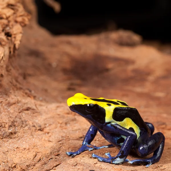 Yellow black poison dart frog — Stock Photo, Image