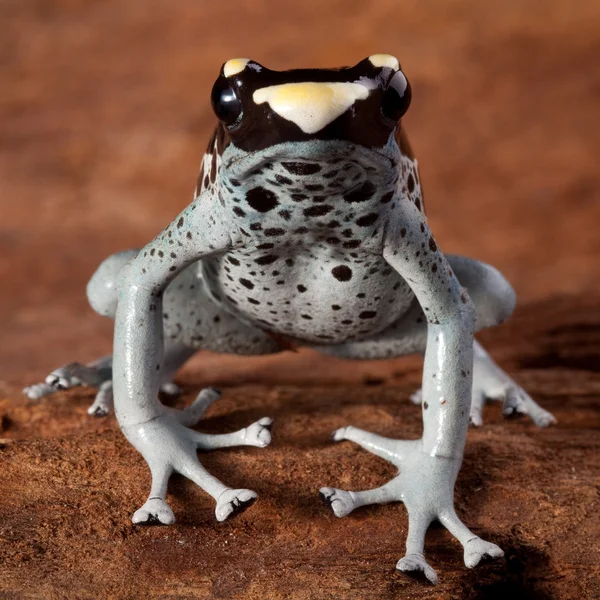 箭毒蛙 — 图库照片