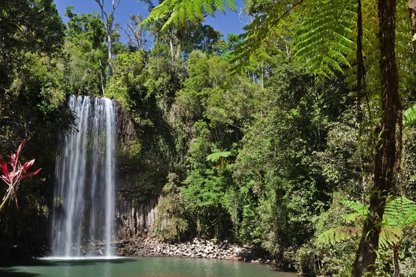Tree fern en waterval in het tropisch regenwoud paradijs — Stockfoto