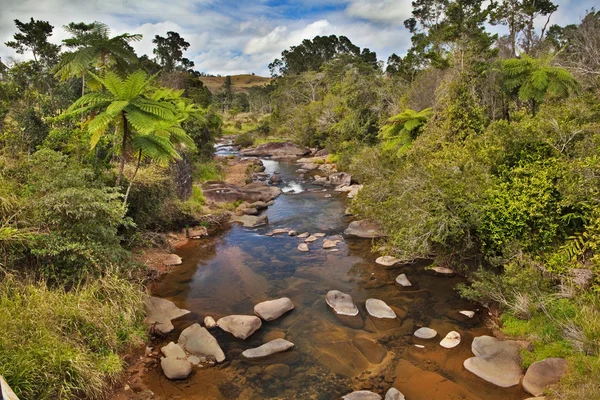หุบเขาและต้นเฟิร์นในป่าฝนออสเตรเลีย — ภาพถ่ายสต็อก