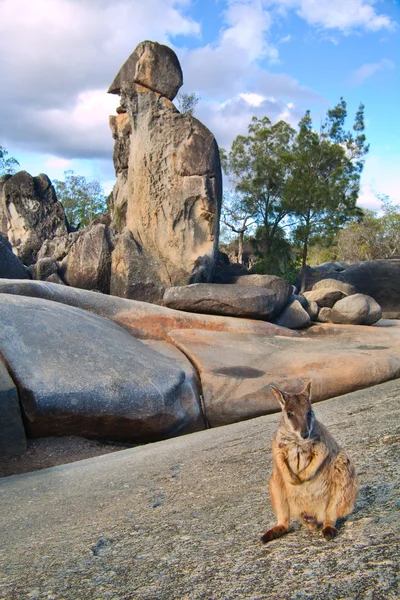 Rock wallaby — Stok fotoğraf