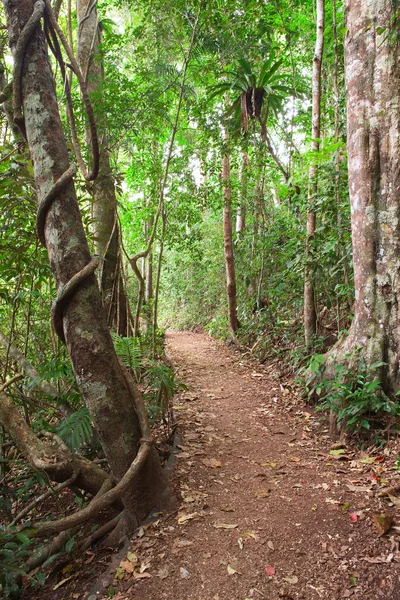 Camino de la selva tropical Tablelands Australia — Foto de Stock