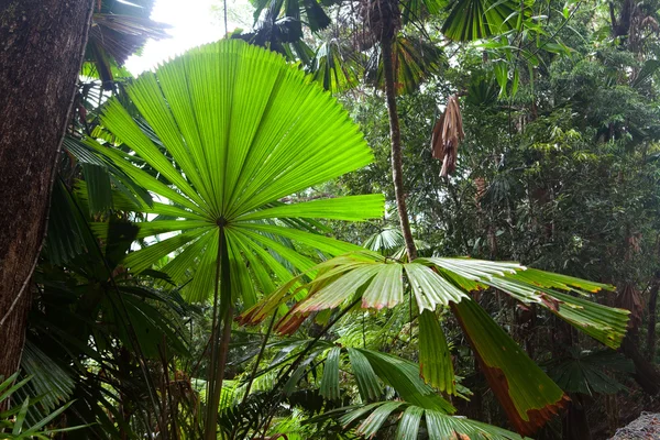 Tropical pristine rain forest background — Stock Photo, Image