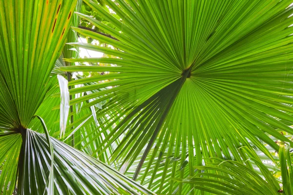 stock image Palm leaf detail