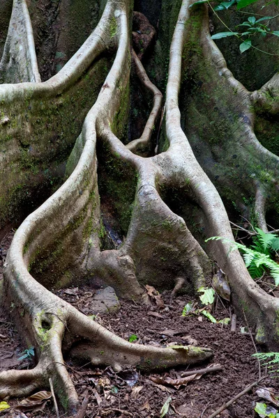 Detail tree roots rain forest — Stock Photo, Image