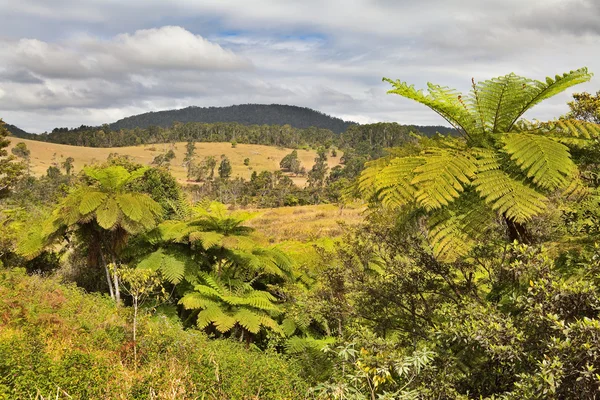 Queensland krajina s stromové kapradiny a deštný prales — Stock fotografie
