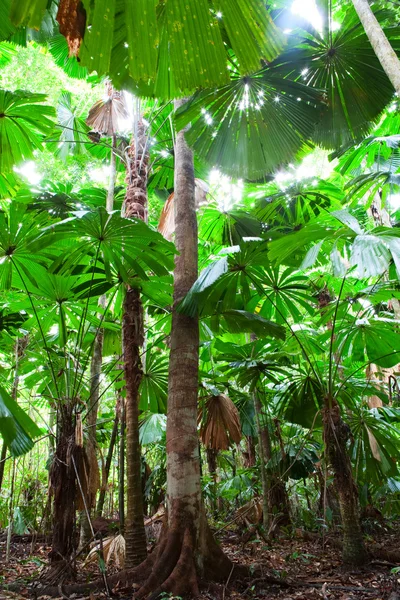 Полог пальмового леса — стоковое фото