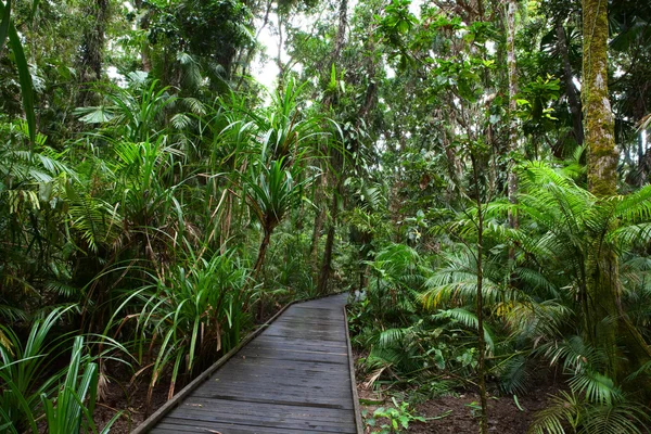 Boardwalk in tropical rain forest — Stock Photo, Image