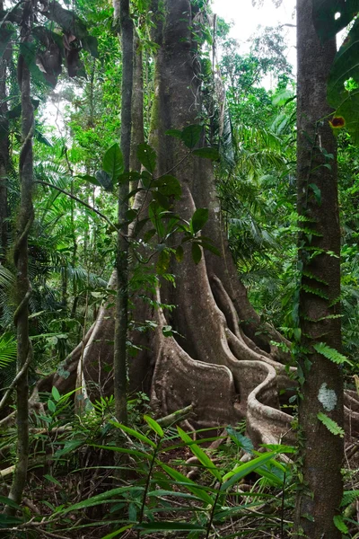 Τροπικό δάσος κορμό δέντρου και αμπέλια — Φωτογραφία Αρχείου