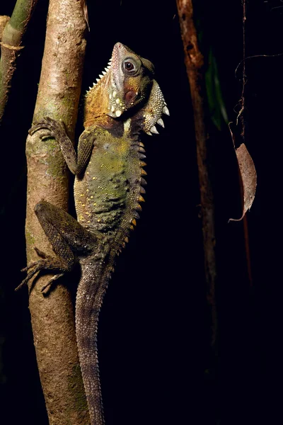 Boyd's Forest Dragon — Stock Photo, Image