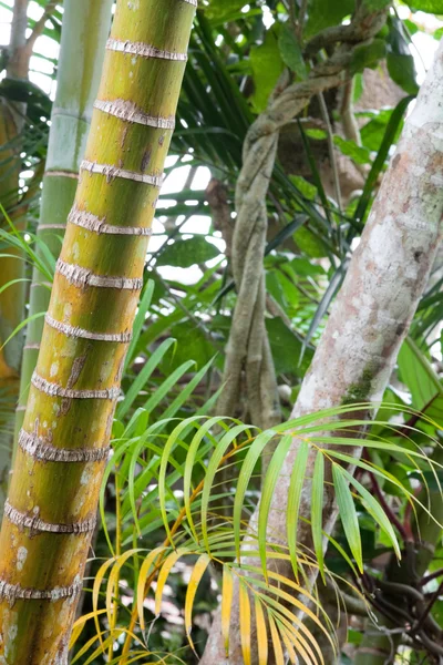 Tropical pristine rain forest background — Stock Photo, Image