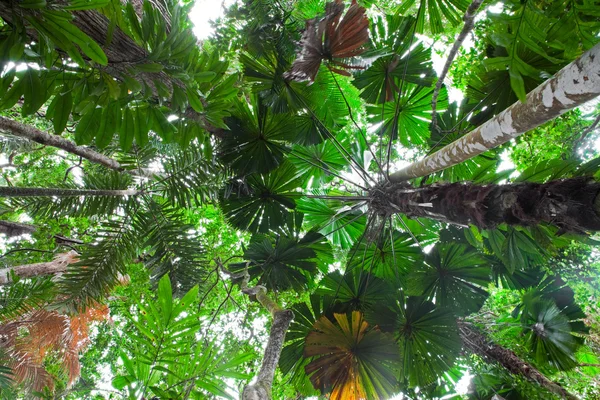 पाम वृक्ष वन कॅनोपी — स्टॉक फोटो, इमेज