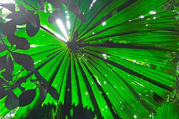 stock image Tropical pristine rain forest background