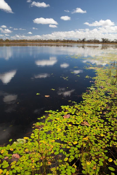 Wetlands billabong Australian swamp — Stock Photo, Image