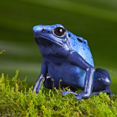 Blue poison dart frog clipart