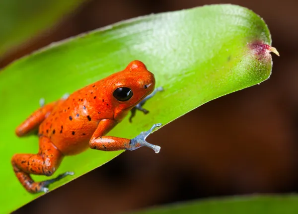 Czerwony Zatruta żaba — Zdjęcie stockowe