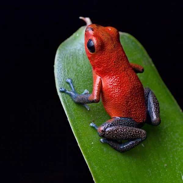 Κόκκινο βέλος δηλητήριο βάτραχος — Φωτογραφία Αρχείου