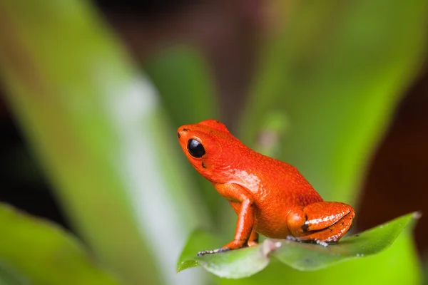 Pomarańczowy Zatruta żaba — Zdjęcie stockowe