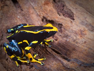 Orange and black poison dart frog clipart