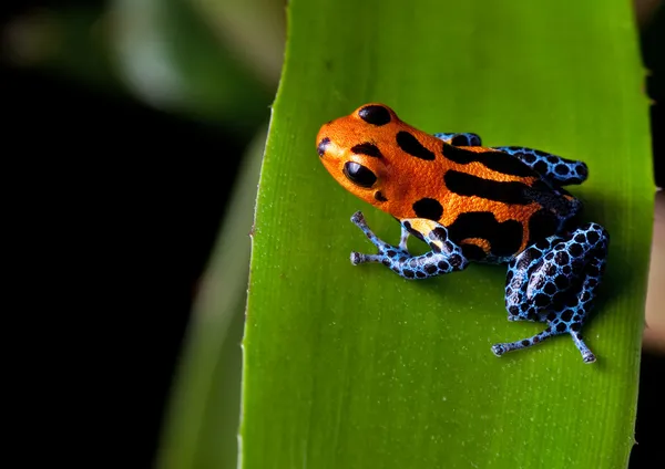 Red striped poison dart frog blue legs — Stock Photo, Image