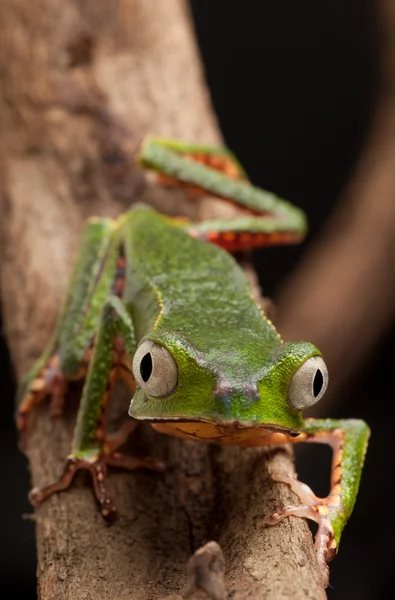 Frog with big eyes — Stock Photo, Image