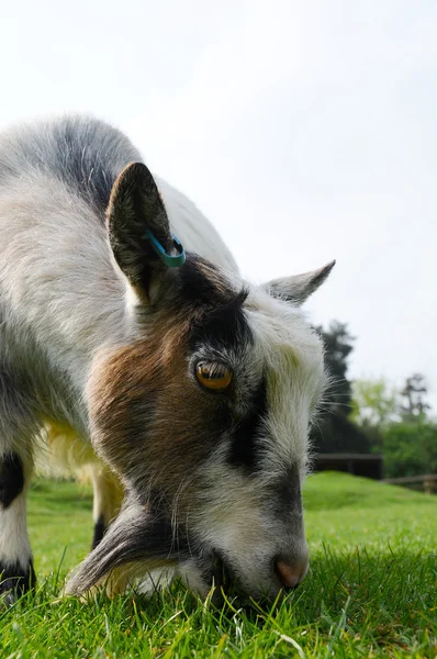 Выпас карликовой козы — стоковое фото