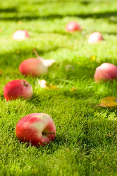 Padlá jablka. — Stock fotografie