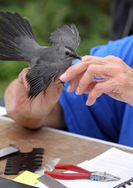 Catbird Being Banded clipart